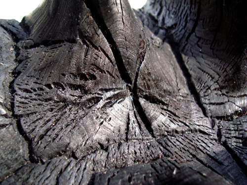Close-up, Burnt Poplar
